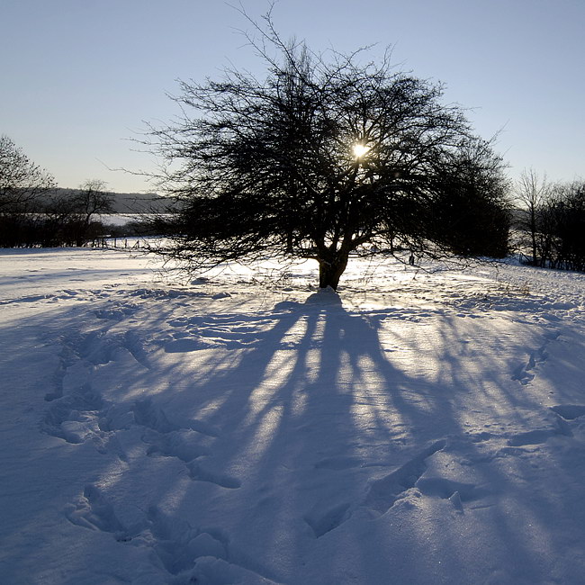 Licht und SchattenBaum Winter Sonne_DSC2820 Kopie.jpg